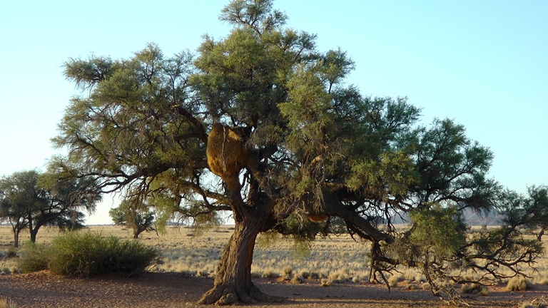 Kameldornbaum mit Webervögelnest